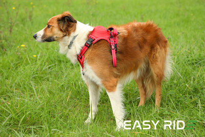 Postroj s vodítkem EASY RIDE od ZOLUX