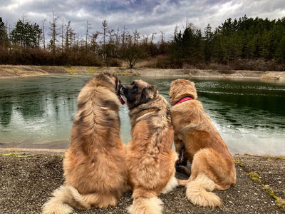 Leonberger – jemný obr s lví hřívou 🦁🐾