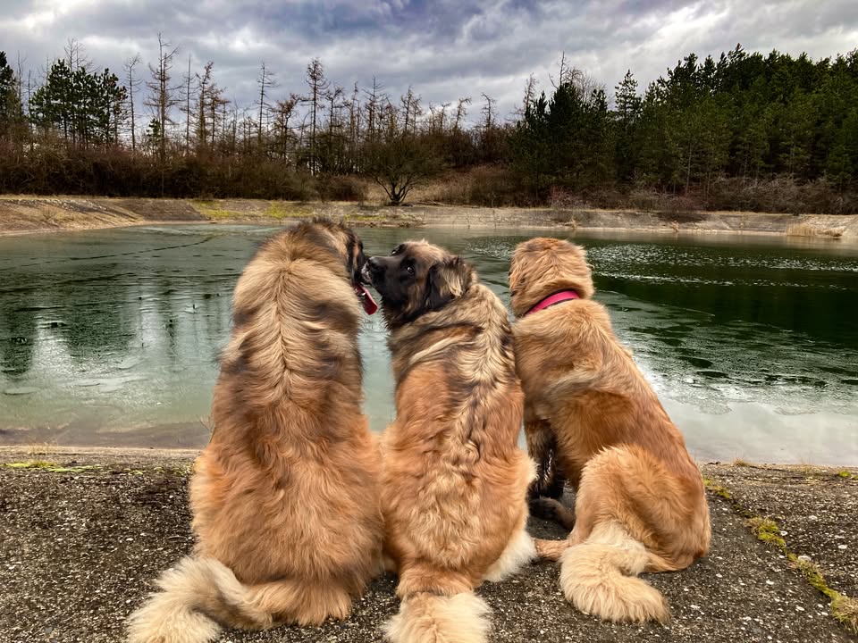 Leonberger – jemný obr s lví hřívou 🦁🐾