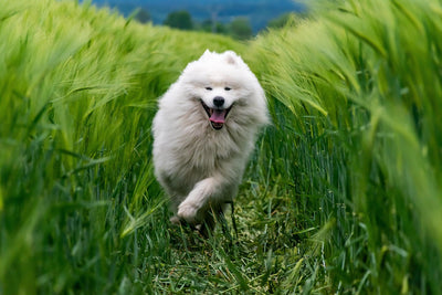 Proč pes jí trávu? Normální chování, nebo důvod k obavám?🌱🐶