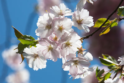 🌸 První máj: Láska nejen mezi lidmi, ale i se zvířaty