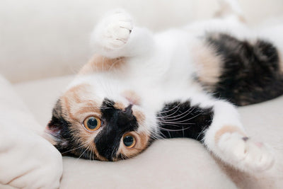 🐱 Co by mělo jíst vaše kotě? První krůčky ke zdravému kočičímu životu