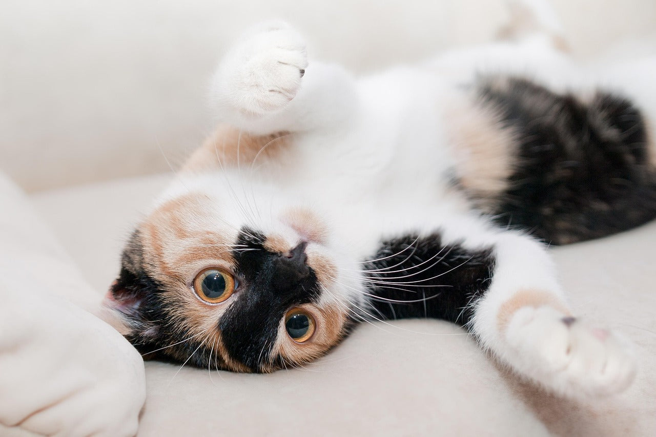 🐱 Co by mělo jíst vaše kotě? První krůčky ke zdravému kočičímu životu