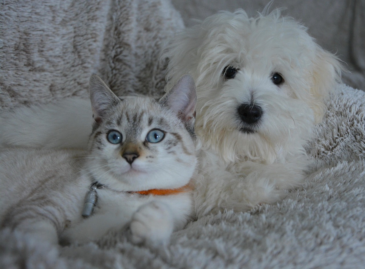 🐾Letní nuda? Ani náhodou! 7 tipů, jak zabavit psa nebo kočku v horkých dnech 🐶🐱