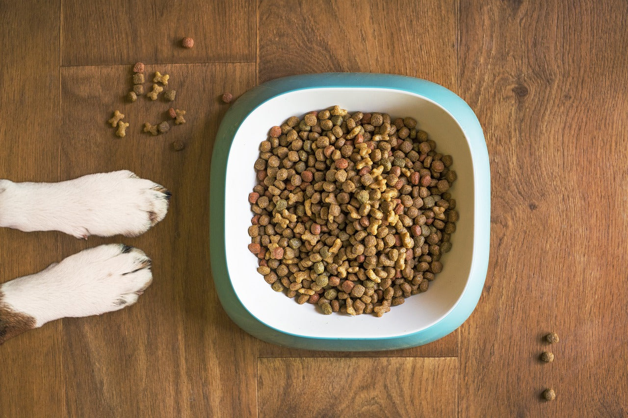 🐶🐱 Čím obohatit granule pro psy nebo kočky? 5 tipů pro pestřejší misku