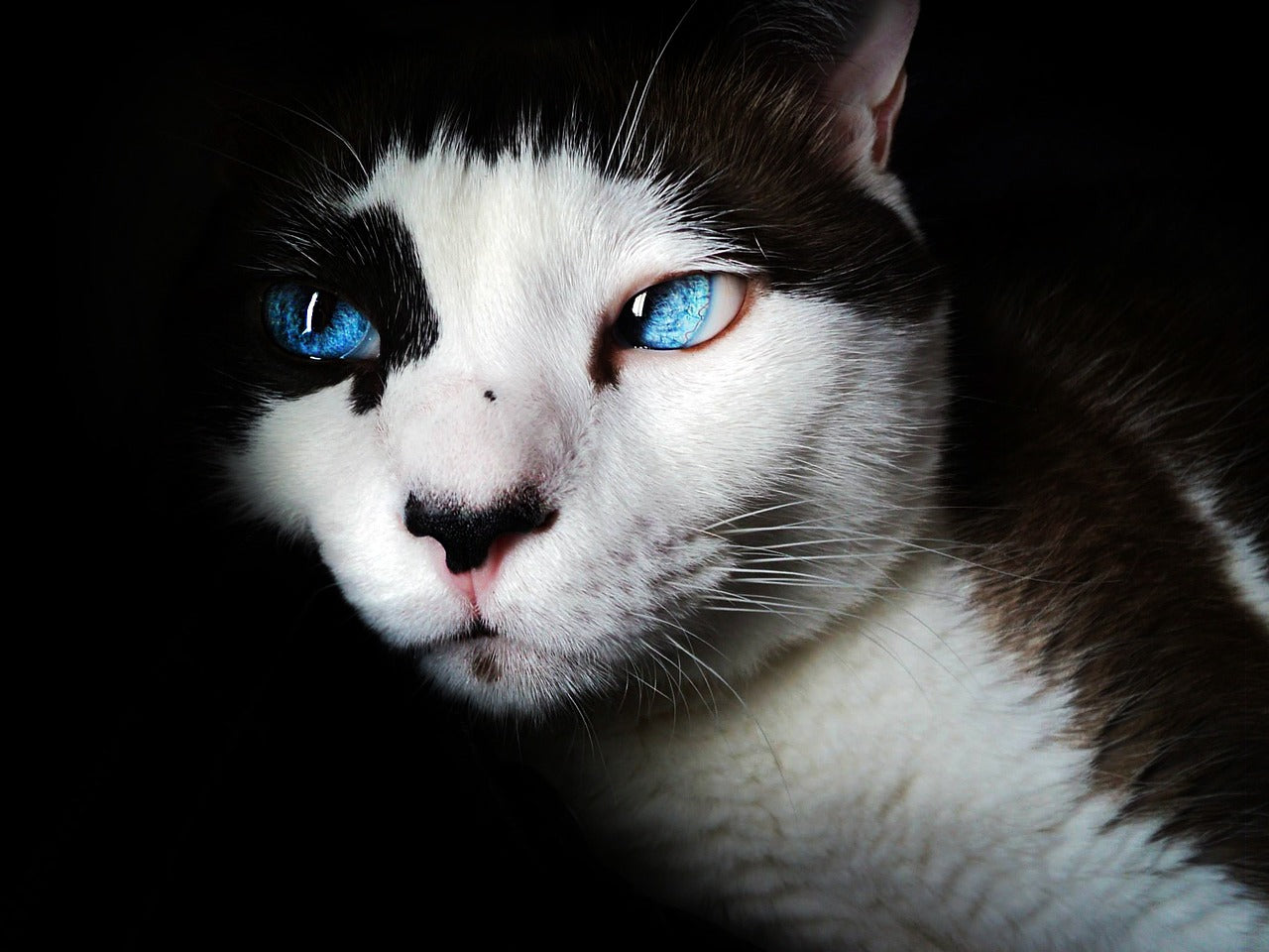 🐾 Kočka – také nejlepší přítel člověka? 🐾