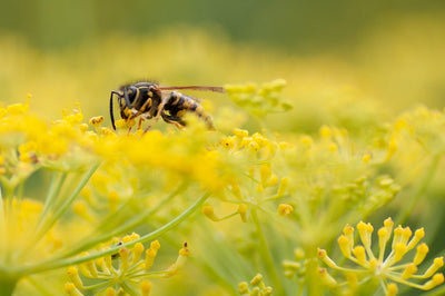 🐝Píchnutí hmyzem u psa nebo kočky – co dělat a kdy jet k veterináři?